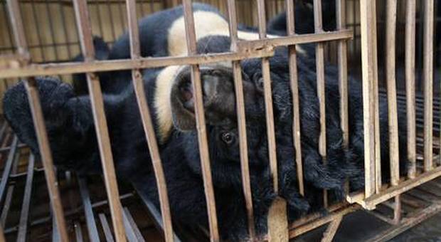 Uno degli orsi detenuti nelle cosiddette "fattorie della bile". (immagine pubblicata da Ansa)