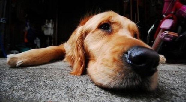 «Quei cani sono depressi»: allevatore di Rovigo patteggia due mesi