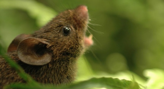 Australia, invasione di topi devasta le aree agricole: è emergenza