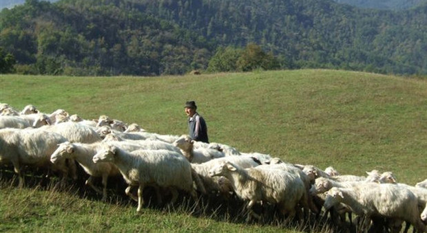 Lingua blu, 104mila vaccini per le pecore delle tre province colpite