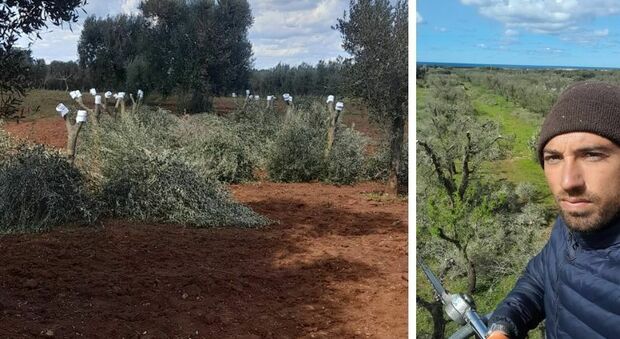 Xylella, il racconto di Giuseppe Lotti, agricoltore 34enne: «Con gli innesti provo a salvare mille alberi»