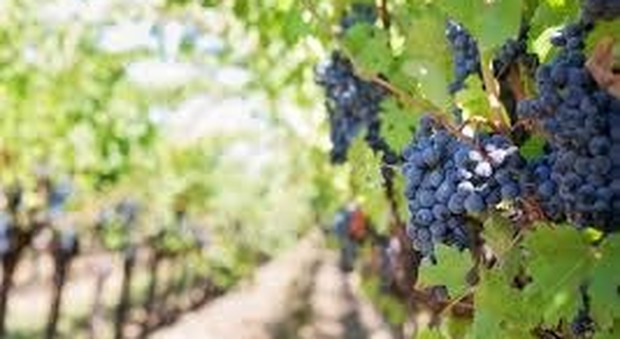Nasce il succo d'uva Cesanese nero di Castelfranco (Rieti): un vitigno quasi scomparso