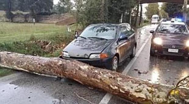 Un grosso pino cade sulla strada Paura sulla provinciale a Ponte Maglio