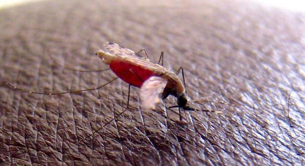 Malaria, due casi a Napoli: "Ma nessun allarme"