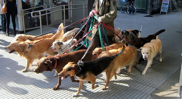 Dog walker, arriva la stretta: «Meno cani e poche licenze, si rischiano caos e abbandoni»