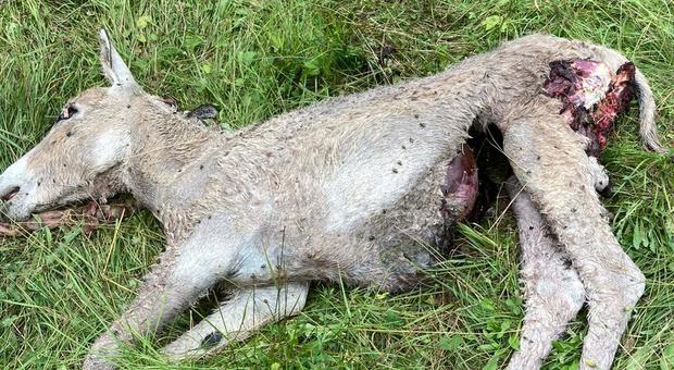 Uno dei tre asini predati dai lupi: uno si è salvato grazie alle suture del veterinario