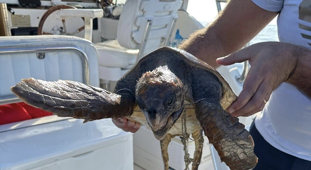 Palinuro, guardia costiera salva tartaruga caretta caretta in difficoltà