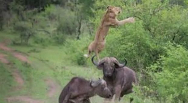 Bufalo fa volare in aria il leone che attacca il suo branco per salvare l'amico