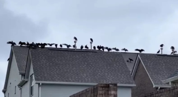 Avvoltoi sul tetto, la scena inquietante, e il vicino di casa chiama la polizia: «C'è un cadavere?»