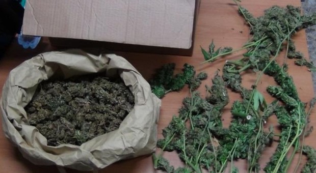 Coltivava marijuana in camera da letto, arrestato 21enne