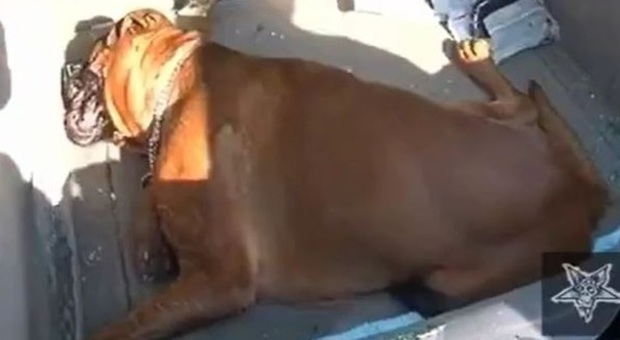 Lasciano il cane in auto sotto al sole per 4 ore e vanno all'Ikea: Fidji, 14 mesi, muore di caldo