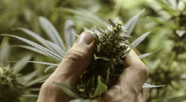 Marijuana di Stato a scopo terapeutico, sì del governo. La produrrà l’Esercito