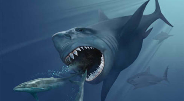 Trovata in Australia arcata dentaria di squalo preistorico gigante