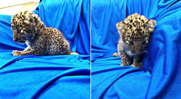 Cucciolo di leopardo nascosto nel bagaglio, arrestato in aeroporto