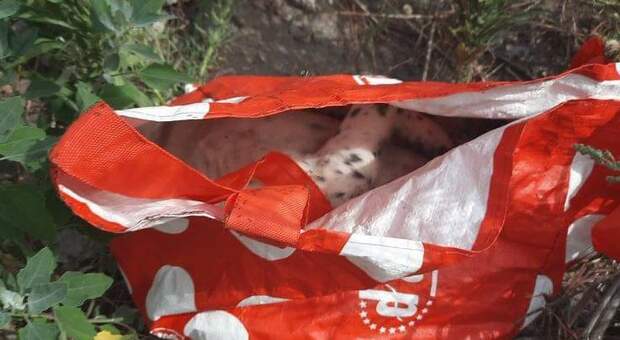 Choc a Pompei: cagnolino morto gettato tra i rifiuti sulla strada