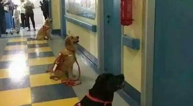 Cani in reparto, la foto scattata in ospedale è commovente: « Aspettano di entrare dai bambini malati»