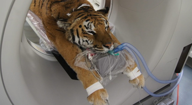 La tigre sottoposta ad esame clinico