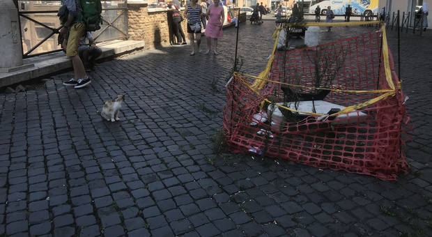 Roma, il gatto di guardia alla panchina distrutta