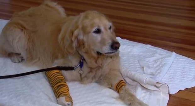 Il cane guida è un eroe: si fa investire dal bus per salvare la vita alla padrona cieca