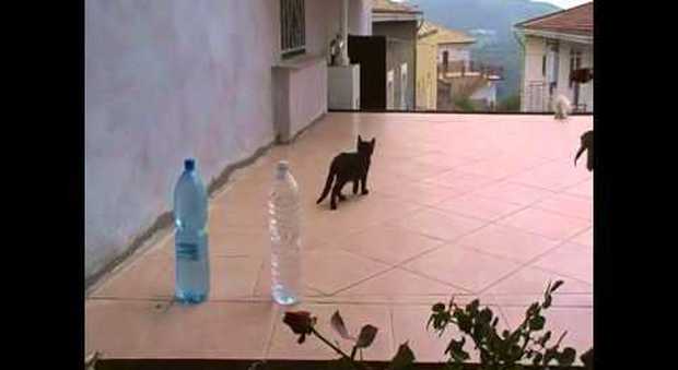 Una bottiglia d'acqua per allontanare i gatti dalle piante: ecco perché