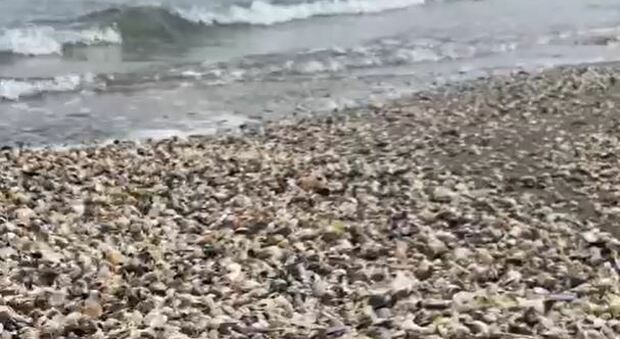 Un tappeto di vongole morte sulla spiaggia di Ca' Roman: non si sa cosa le abbia uccise