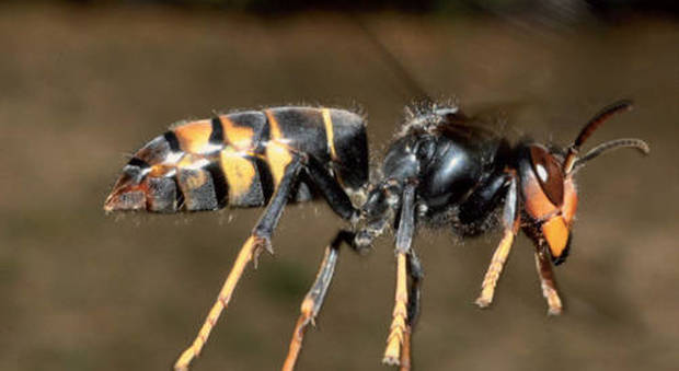 Arriva la vespa velutina predatrice di api: allarme per le arnie
