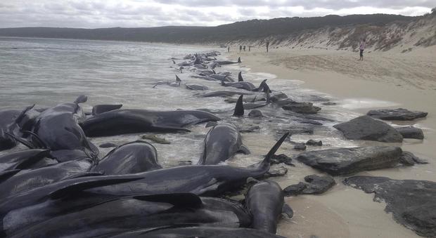 Oltre 150 cetacei spiaggiati in Australia: le foto choc. "Gli scienziati non sanno perché"