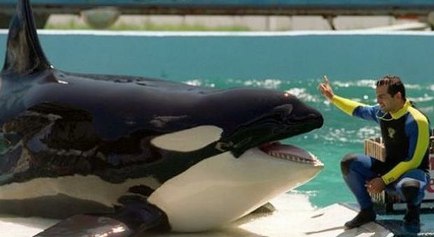 Lolita, l'orca marina più sola del pianeta, nella sua piccola vasca che, a malapena, le permette di muoversi