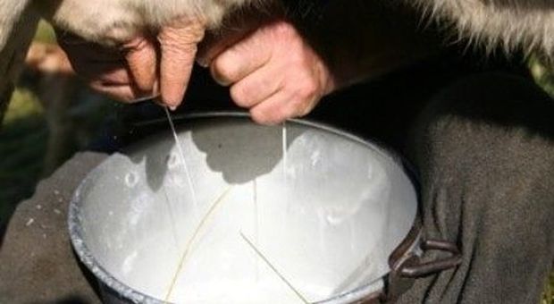 Coronavirus, Coldiretti Lazio incontra gli allevatori di latte ovino: «Subito un tavolo su speculazioni e congelamento»