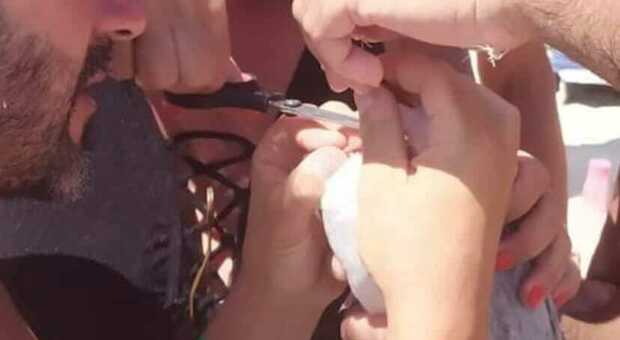 Gabbianella ferita in mare a Porto Cesareo: non riesce più a volare. Due turisti e una donna salentina le salvano la vita e la liberano