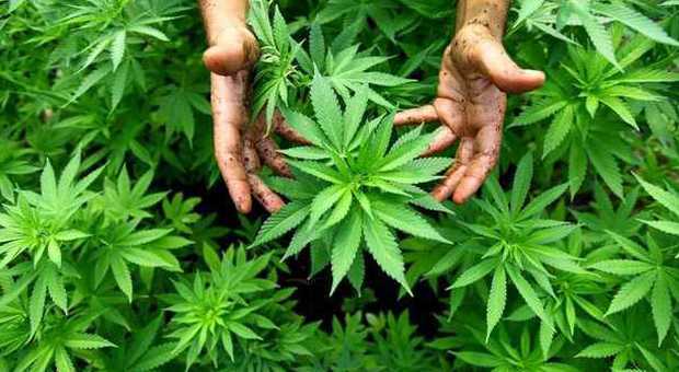 Banchetti pro cannabis in centro con tanto di spinelli in assaggio