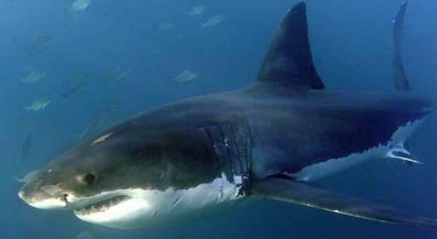 Ubriaco entra in acqua per urinare: muore attaccato da uno squalo