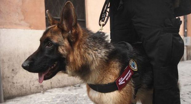 Sicurezza Roma, sulla metro arrivano i vigilantes con i cani