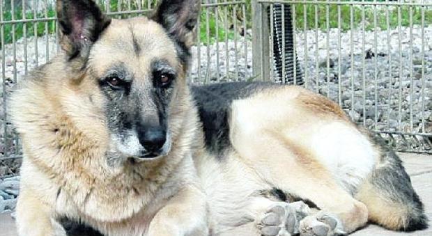Cane adottato, dopo 12 anni Max ha trovato una casa
