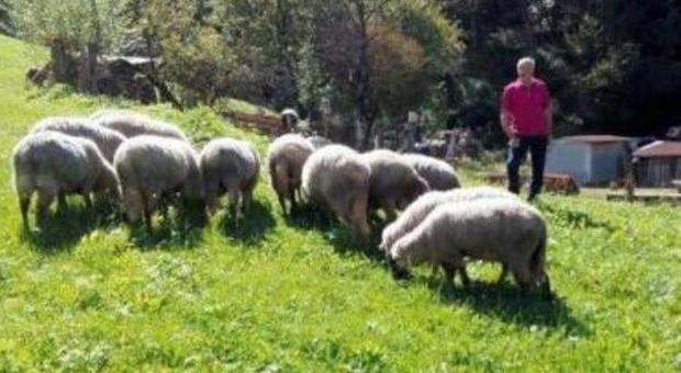 L'orso bellunese terrorizza le pecore: allevatori fanno appello alla Provincia