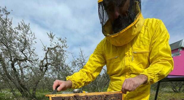 Montecchio, i ragazzi vanno a scuola di api