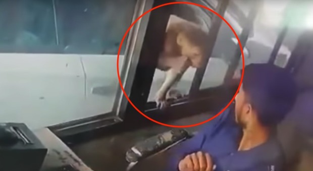 La scimmia in autostrada rapina il casellante: «bottino» da 60 euro. La scena incredibile VIDEO
