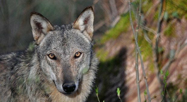 Viterbo, sequestrati 23 esemplari di lupi selvatici
