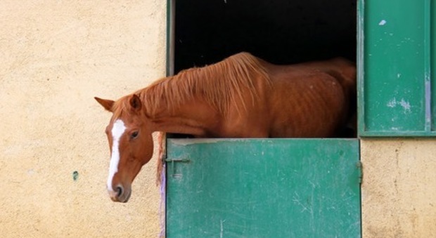 Compra un cavallo da un fantino: 40enne truffato, perde 1300 euro