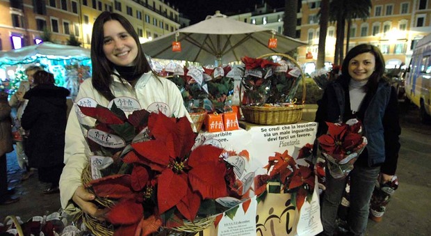 Rieti, in piazza del Comune tornano le stelle di Natale dell'Ail contro le leucemie, i linfomi e i mielomi