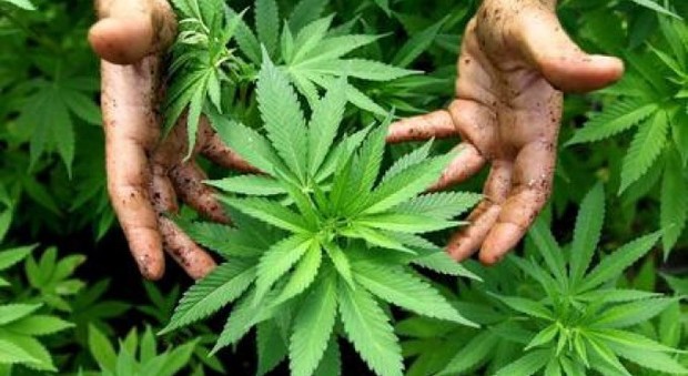 Cura la sclerosi multipla con la cannabis: "Vado al mercato illegare a comprarla"