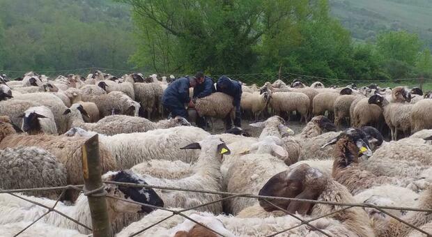 Un gregge di pecore nell'Irpinia