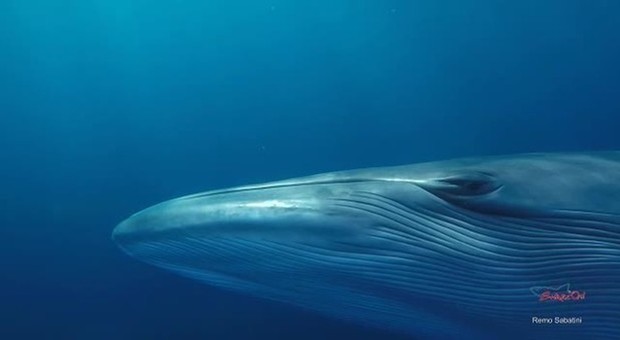 Una balena (foto di Remo Sabatini)
