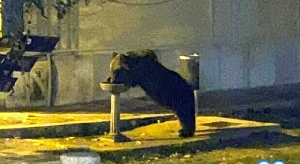 Abruzzo, l'orso goloso sfonda la vetrina della pasticceria e ruba tutti i biscotti