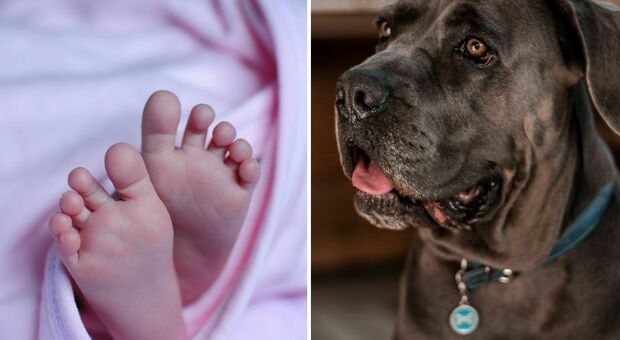 Neonato scoppia a piangere e il cane di famiglia lo attacca: il piccolo è in ospedale e dovrà essere operato