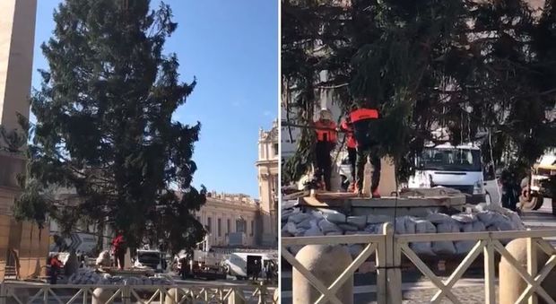 Roma, dalla Polonia a piazza San Pietro: è arrivato l'abete rosso alto 28 metri: