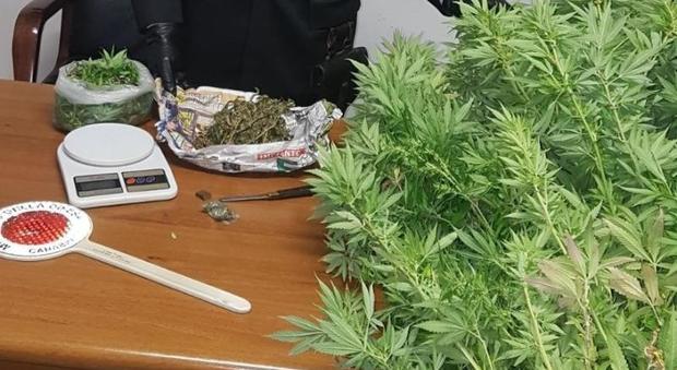 Le piante di marijuana sequestrate nella serra di Ladispoli