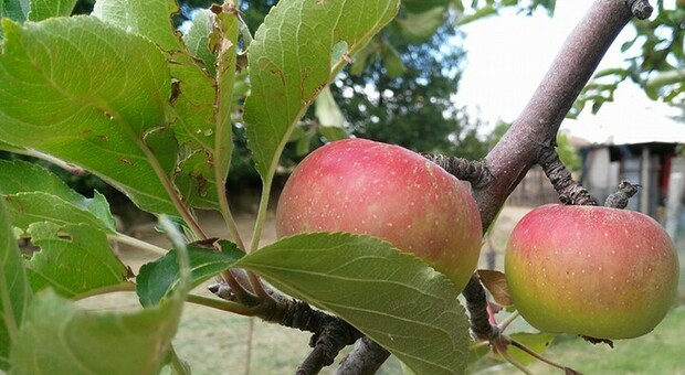 La mela stregata dei monti Sibillini ha vinto la siccità. La raccolta è in corso, produzione di oltre mille tonnellate della “rosa”