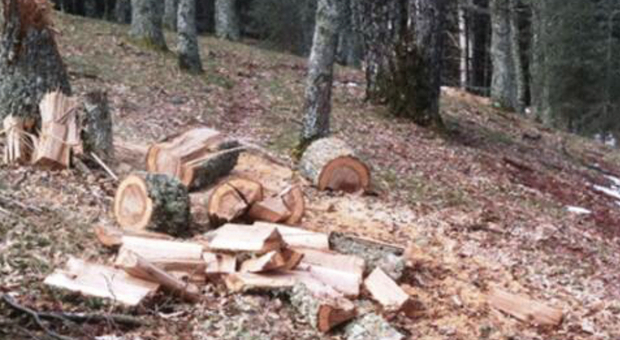 Taglia alberi in zona vietata alla Certosa di Trisulti, boscaiolo rinviato a giudizio