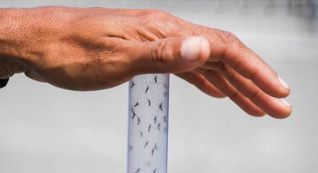 Zanzara tigre, rischio Chikungunya a Roma: le zone a rischio salgono a 71
